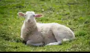 Allovoisins // Gallerie