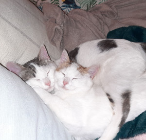 Allovoisins // Gallerie