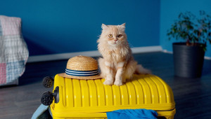 Allovoisins // Gallerie