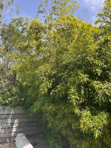 Allovoisins // Gallerie