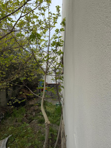 Allovoisins // Gallerie