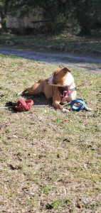 Allovoisins // Gallerie