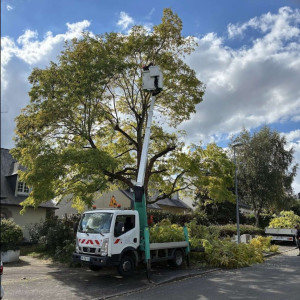 Steevy L. (Steevy Élagage)