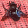Libellule S.
