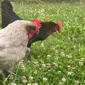 Amandine T. (Un Chien Bienheureux)