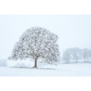 Sophie D. (Sophie.Morphose)