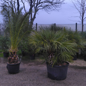 Oceane L. (100 Pourcent Paysages)