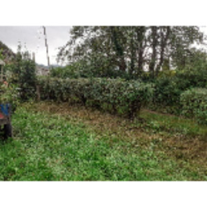 Christophe B. (jardin nature du commin...