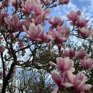 Betrivian N. (JD-GARDEN)