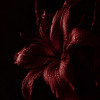 avatar Melody R.<