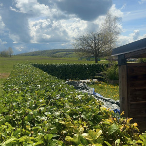 Anthony L. (AL MULTISERVICE)