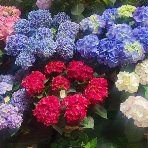 Bilal B. (Vert & Rose)