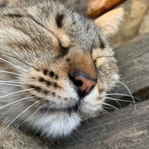 Sebastien R. (arti.metal26)