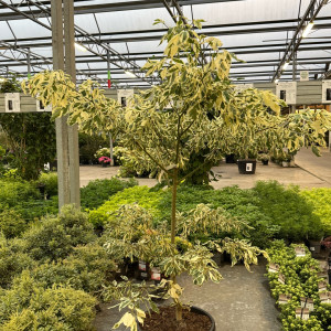 JEBO PAYSAGES SERVICES