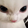 avatar Sofia H.<