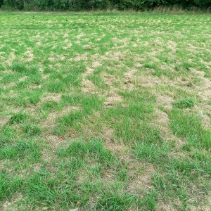 Tahar A. (NETTOIE PROPRETÉ)