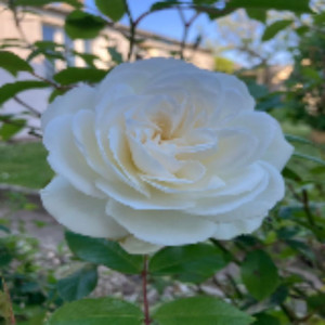 Benoît S. (Les Jardins de Benoît)
