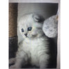 avatar Ninah Frantzy R.<