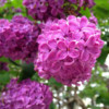 Lilas H.