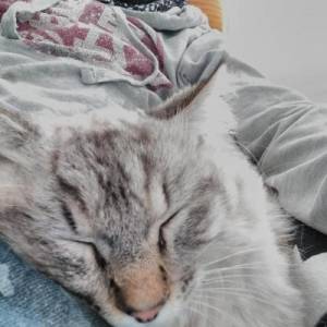 Nicolas F. (Dreampool)