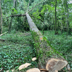 Mergim Z. (MTF BOIS)