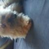 Lola