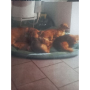 Lydie B. (Chipie toilettage)