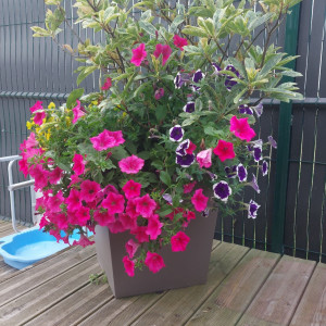 Jordan R. (Robic présta services)