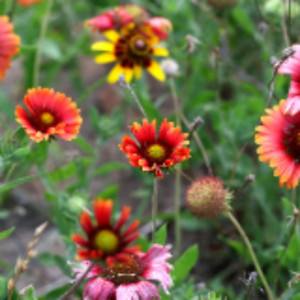 Yannick L. (Yannick LAPEGUE)