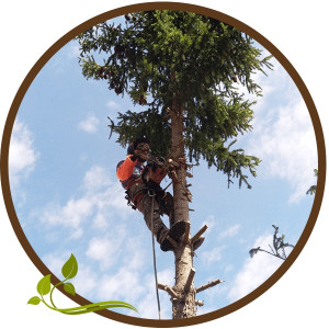 Vincent P. (Perret Elagage Express)