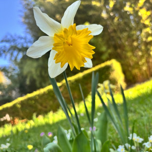 Betrivian N. (JD-GARDEN)