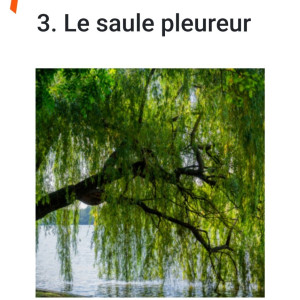 Youcef H.