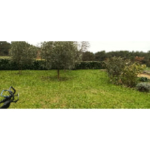 Chris-Yvan C. (LIBERTY GARDEN)