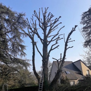 Tom É. (Tom Élagage)