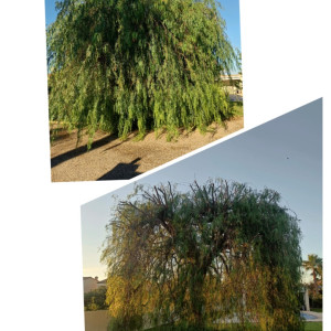 Antony D. (L'ame verte)