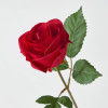 Rose Z.