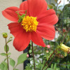 Pascale