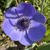 Barbara A.
