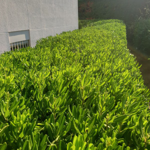 Geoffrey B. (Les Jardins de Kiara)