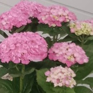 Fernande M. (Michelet)