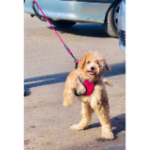 Salim M. (tours travaux)