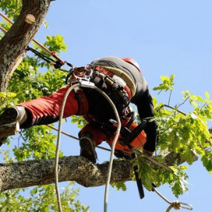 Burel G. (M.Burel Paysagiste)