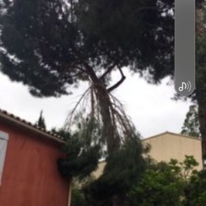 James D. (sos élagage)