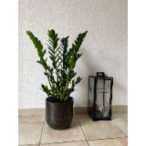 Doumenge (luniova S.