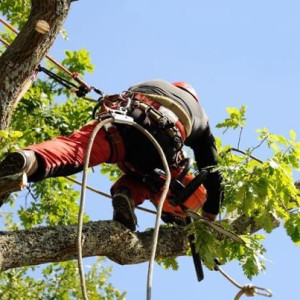 Djazz P. (perret multiservice)