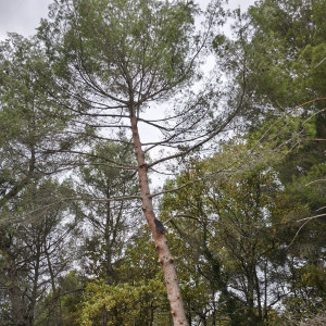 Jean Philippe G. (FORÊTSARBRES)