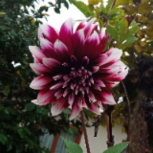 Virginie J. (JEANTET Virginie)