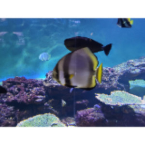 Vincent B. (G.L.M.N.O.V SERVICE)