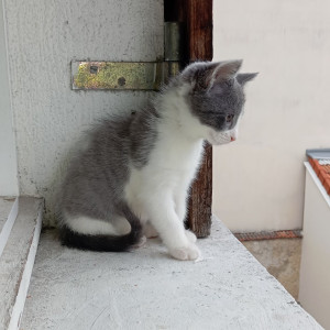 Pierre D. (Cheese NaaN)