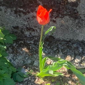 Yanis S. (CréaVert Pro Service)